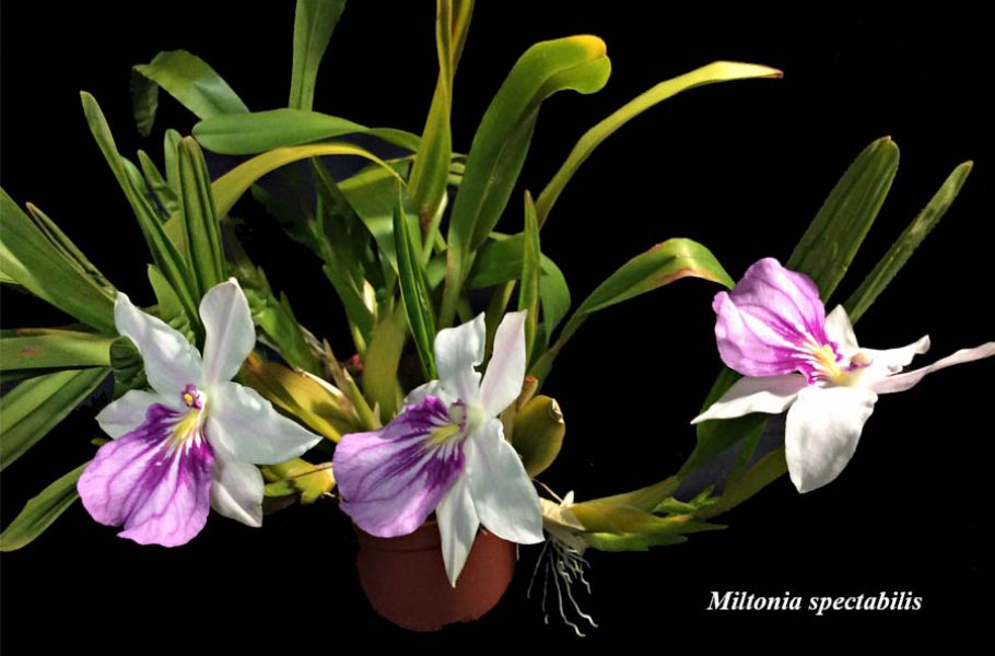 Miltonia spectabilis