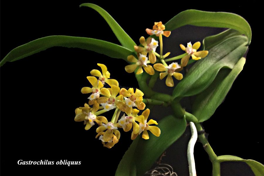 Gastrochilus obliquus