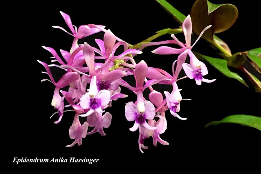 Epidendrum Anika Hassinger