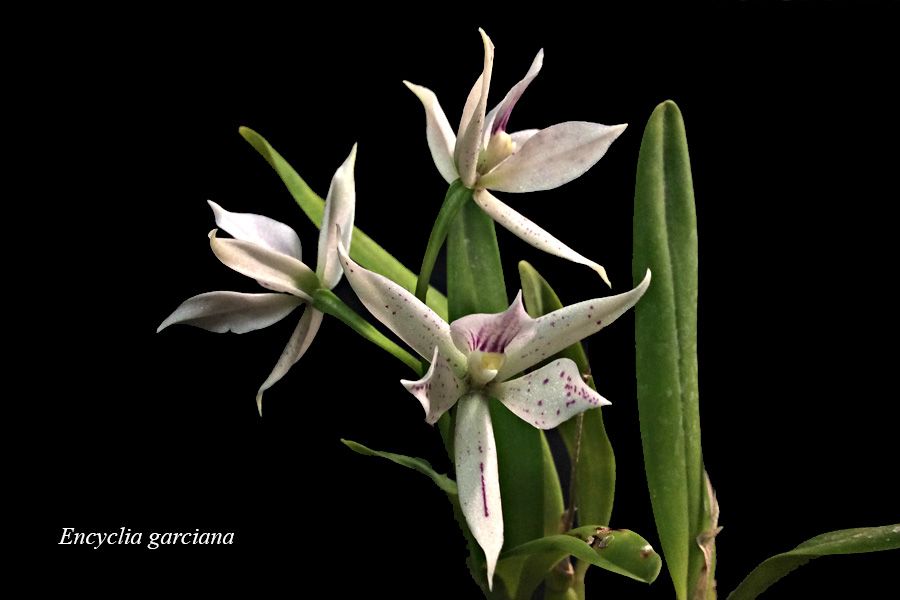 Encyclia garciana