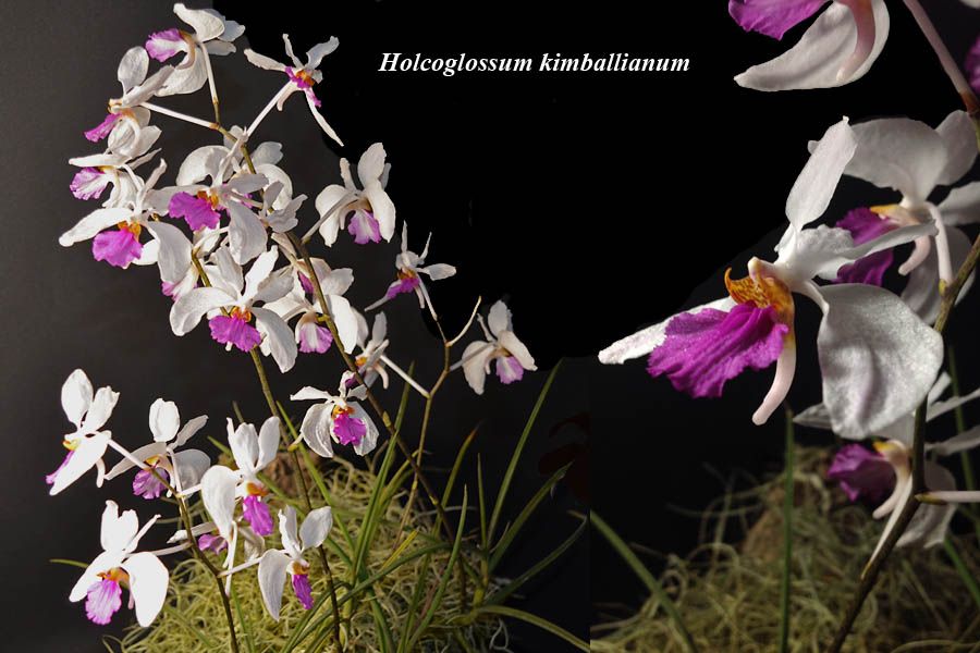 Holcoglossum kimbalianum