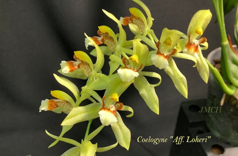 Coelogyne loheri