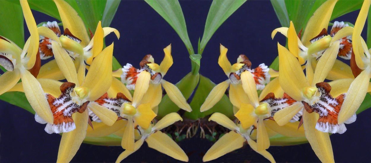 Coelogyne lentiginosa