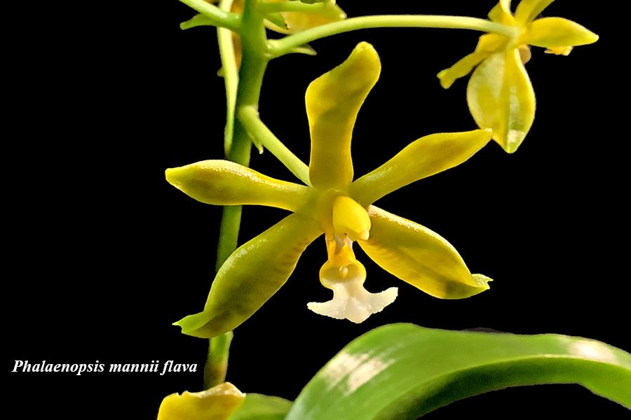 Phalaenopsis mannii flava