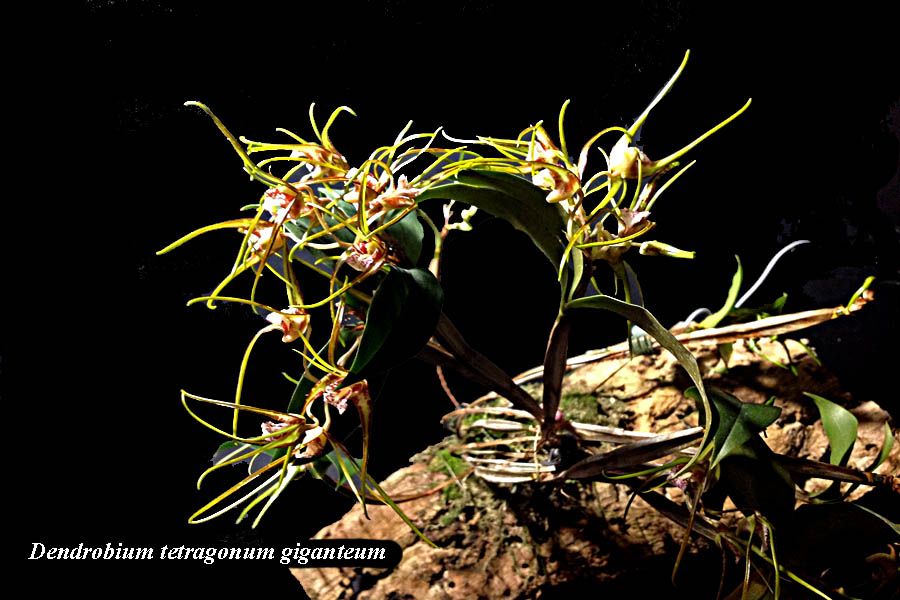 Dendrobium tetragonum giganteum