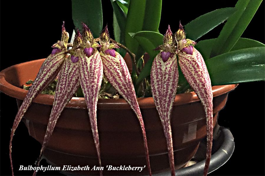 Bulb. Elizabeth Ann 'Buckleberry'