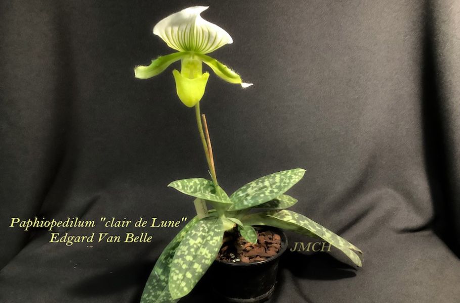 Paphiopedilum Clair de Lune