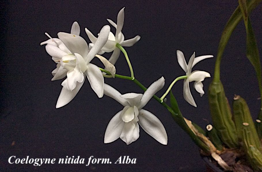 Coelogyne nitida