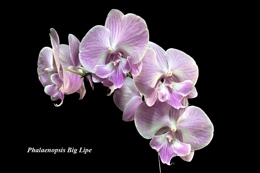 Phalaenopsis Big Lipe