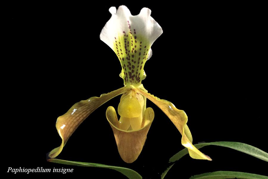 Paphiopedilum insigne