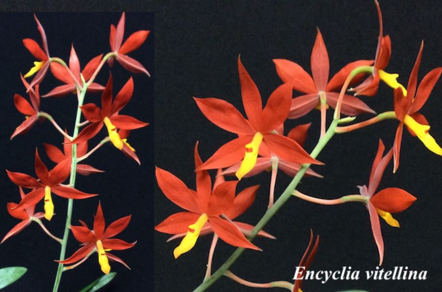 Encyclia vitellina