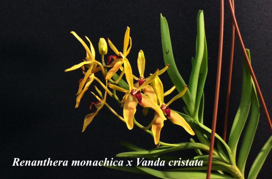 Ren monachica x Vanda cristata