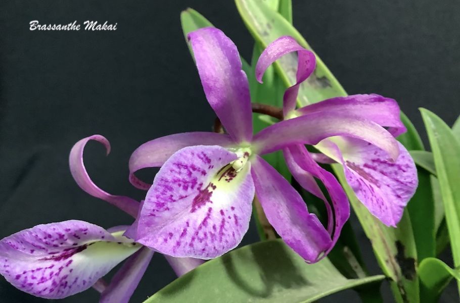 Brassanthe Maikai