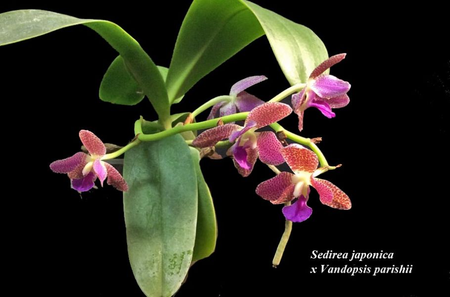 Sedirea japonica x vandopsis parishii