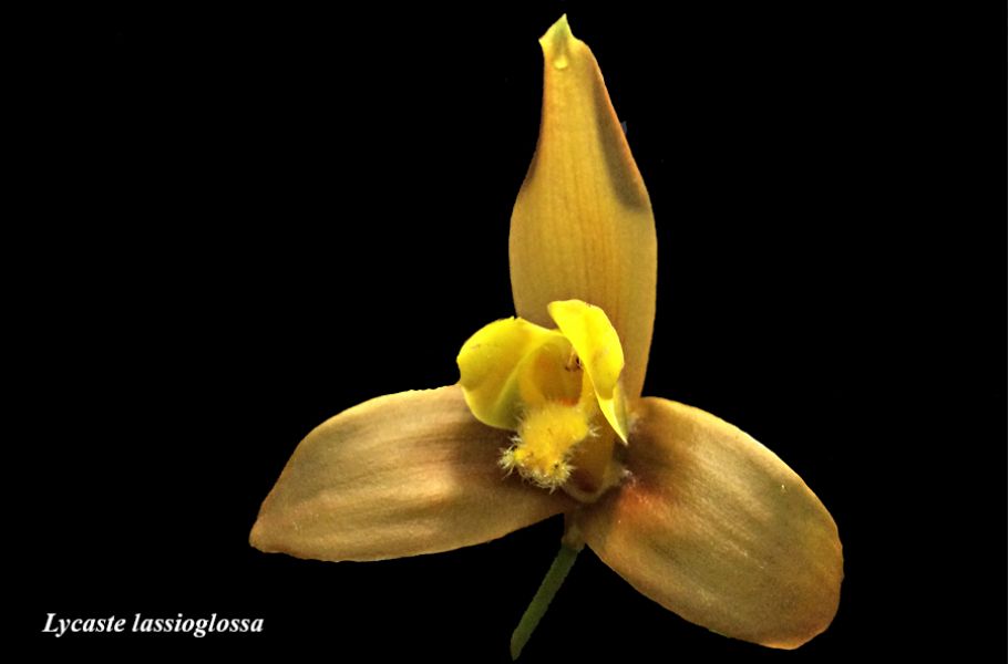 Lycaste lassioglossa