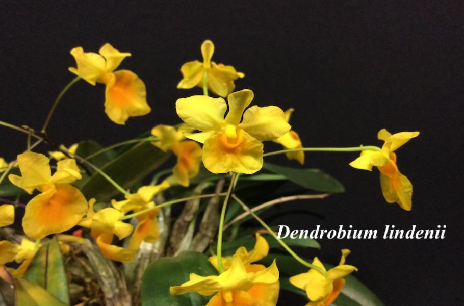 Dendrobium lindenii