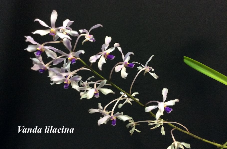 Vanda lilacina