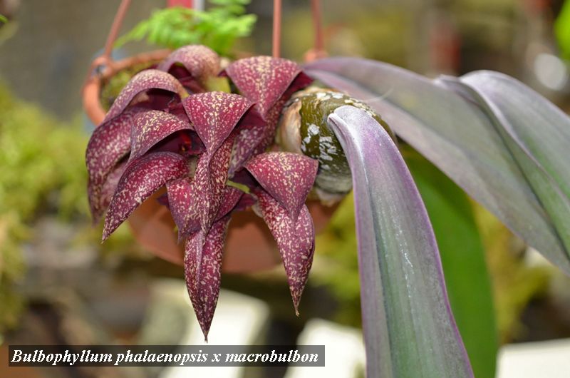 Bulbo phalaenopsis x macrobulbon