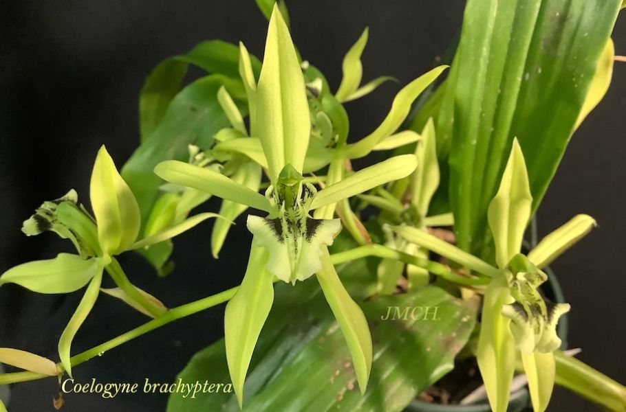 Coelogyne brachyptera