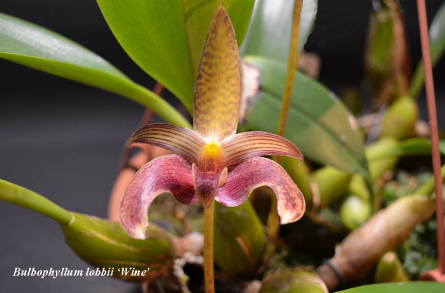 Bulbophyllum lobbii Wine