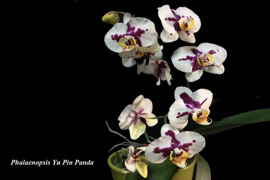 Phalaenopsis Yu Pin Panda