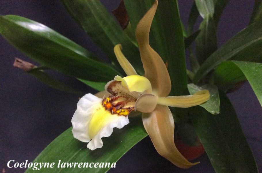 Coelogyne lawrenceana