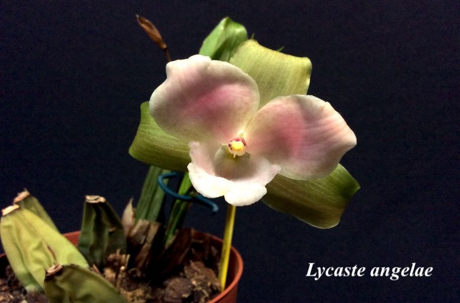 Lycaste angelae