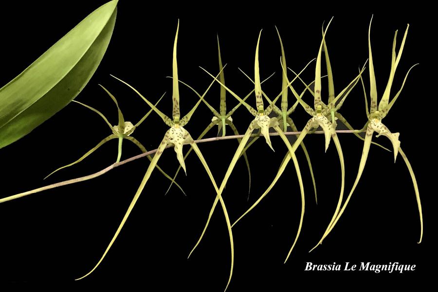 Brassia Le Magnifique