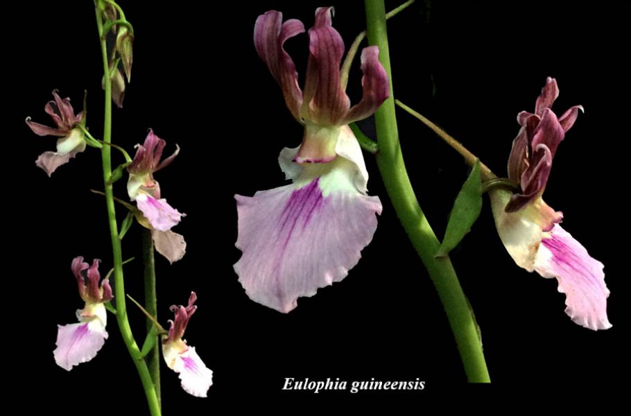 Eulophia guineensis
