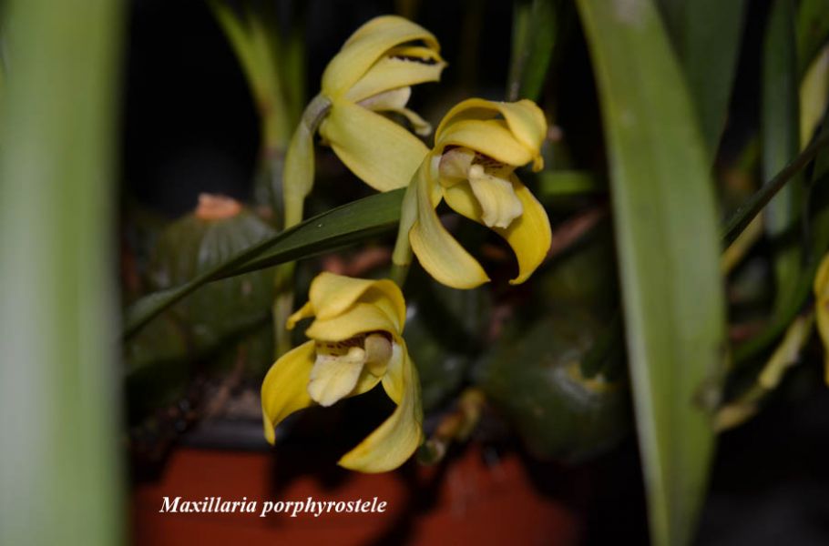 Maxillaria porphyrostele