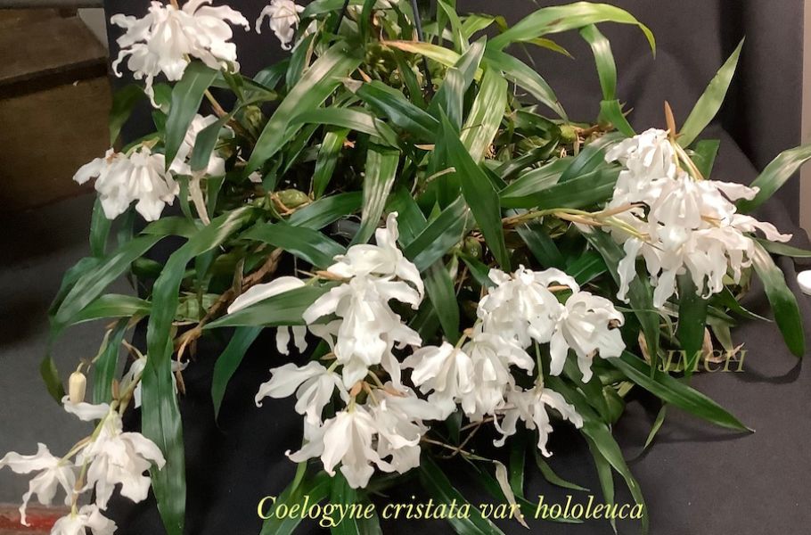 Coelogyne cristata
