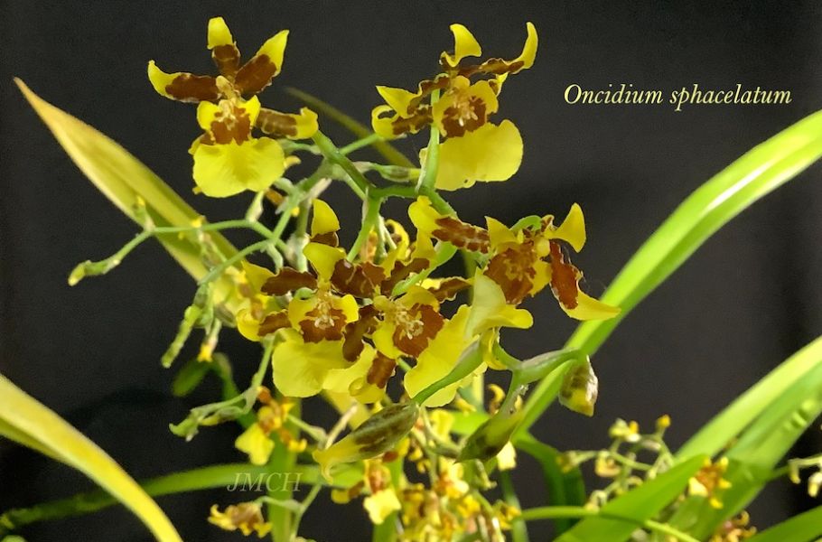 Oncidium sphacelatum
