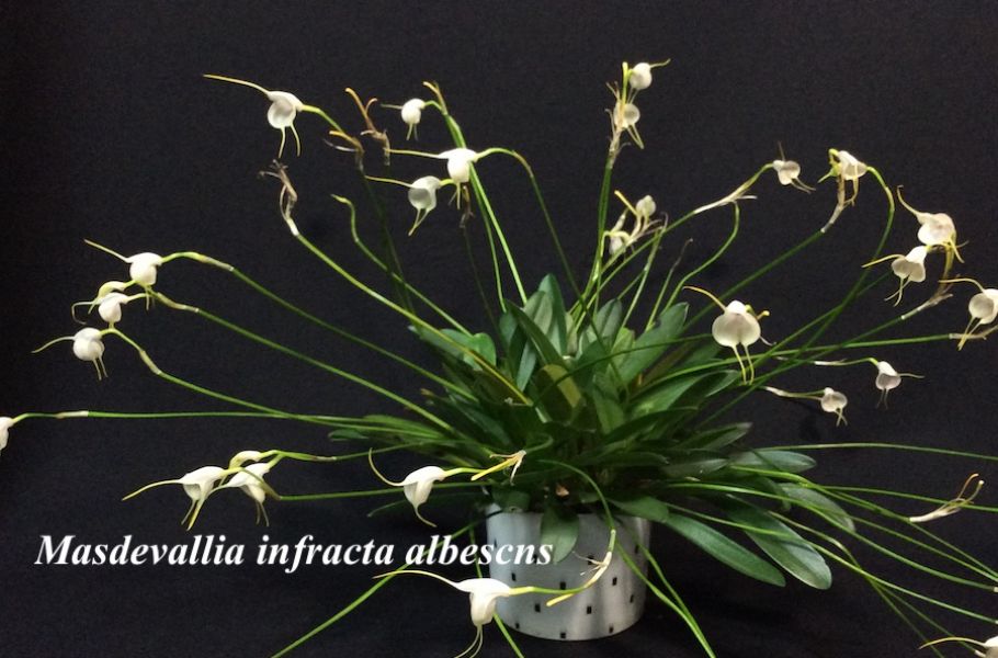 Masdevallia infracta