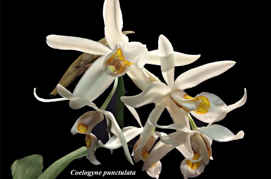 Coelogyne punctulata