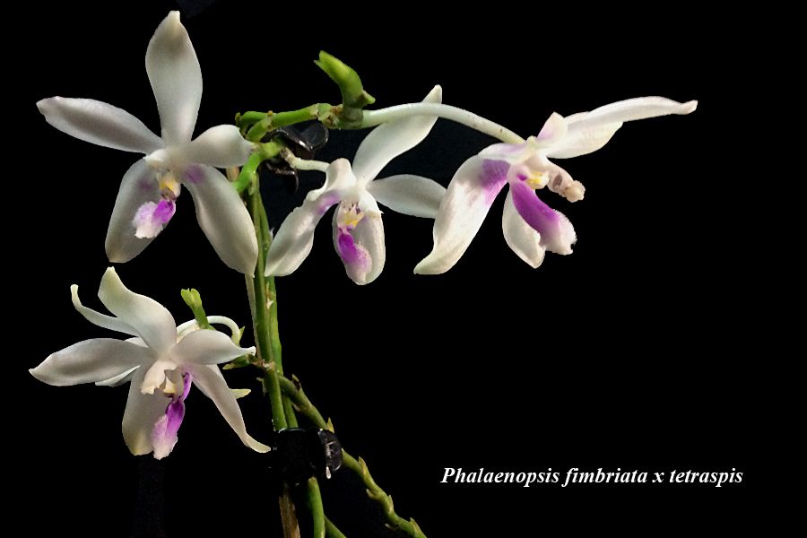 Phalaenopsis fimbriata x tetraspis