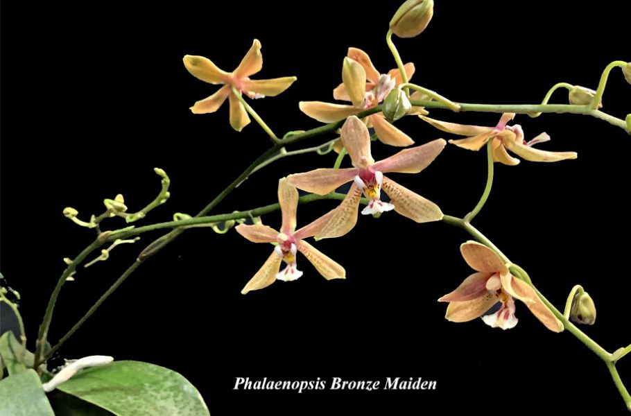 Phalaenopsis Bronze Maiden
