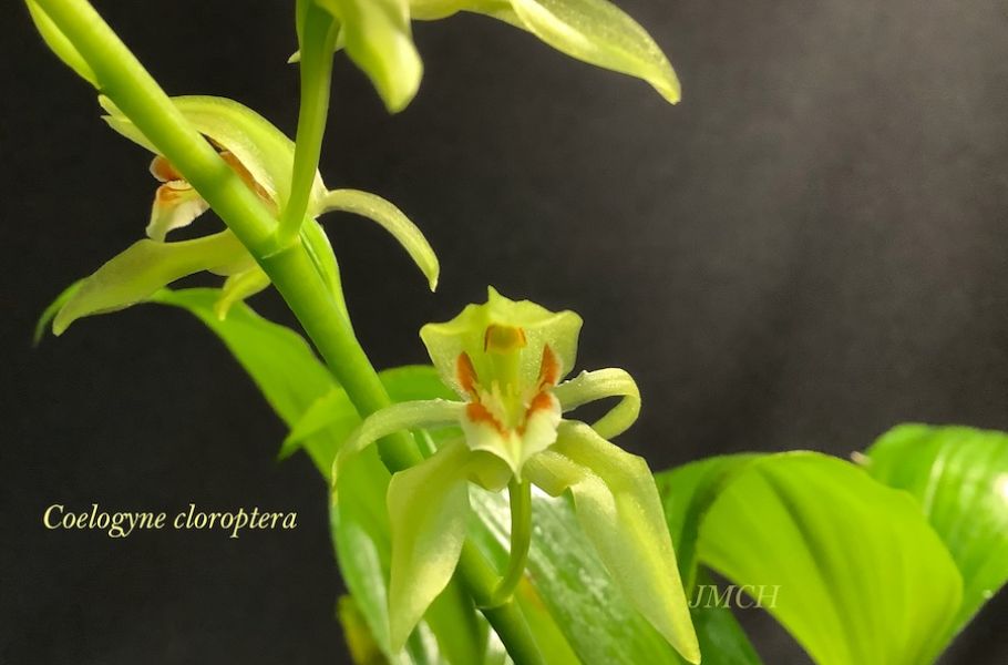 Coelogyne chloroptera