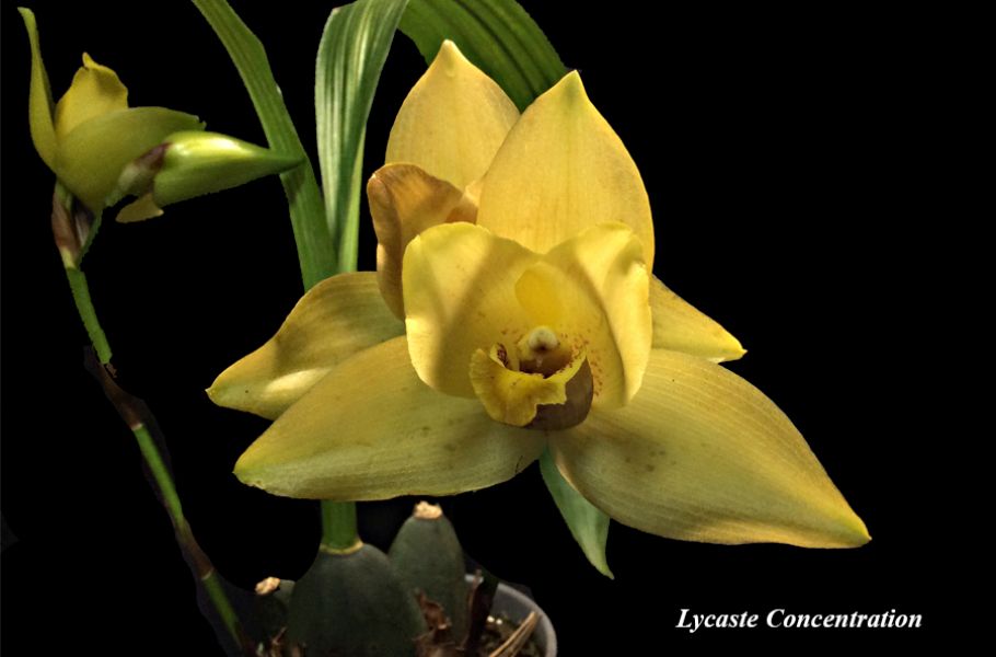 Lycaste Concentration