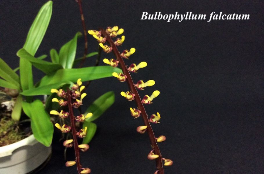 Bulbophyllum falcatum