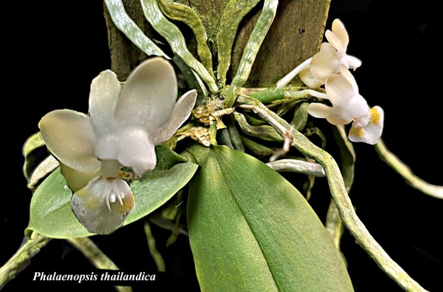 Phalaenopsis thailandica