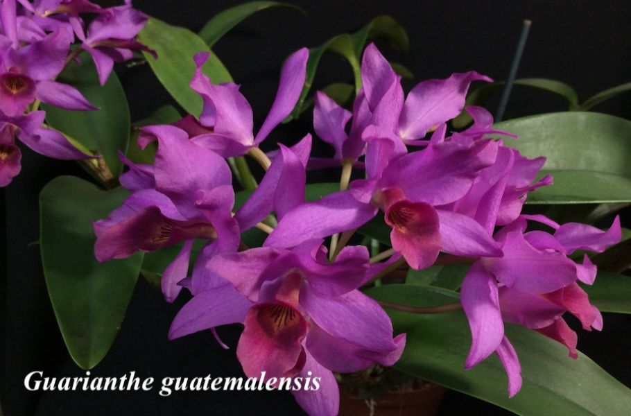  Guarianthe guatemalensis