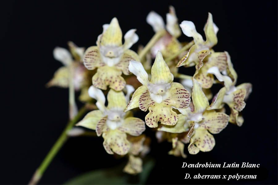 Dendrobium Lutin Blanc