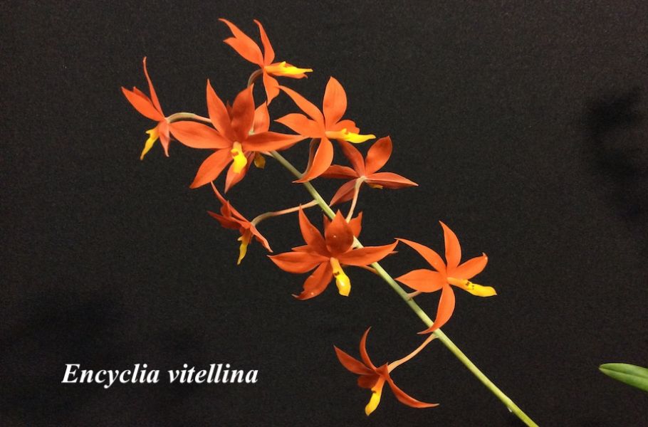 Encyclia vitellina