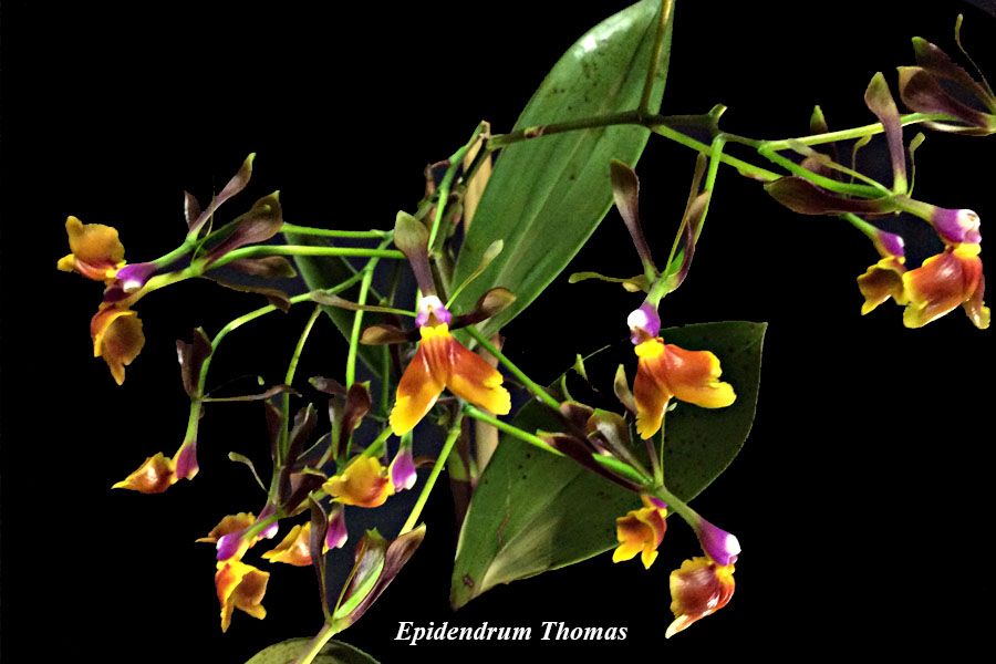 Epidendrum Thomas