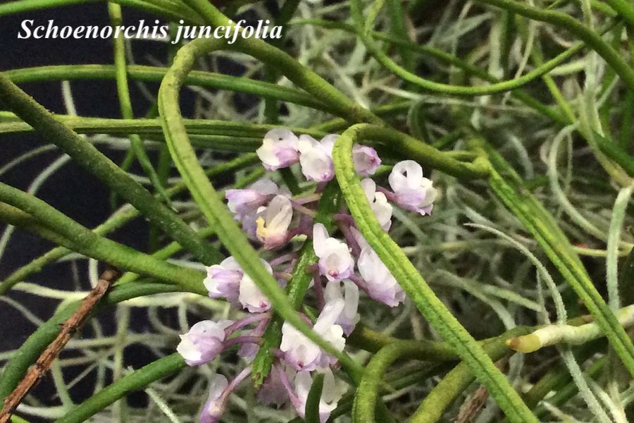 Schoenorchis juncifolia