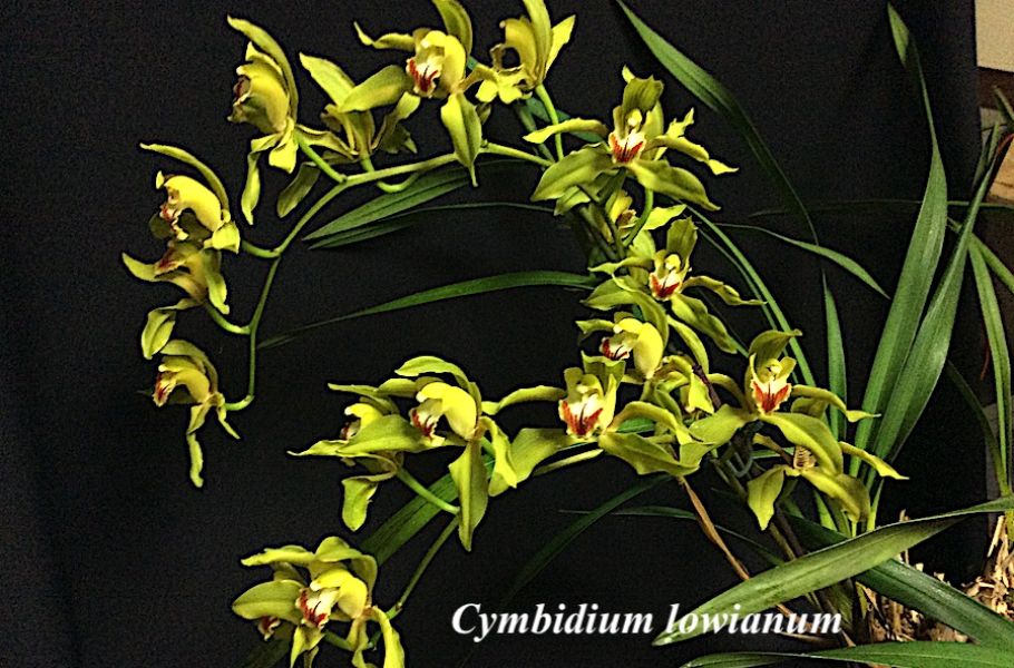 Cymbidium lowianum