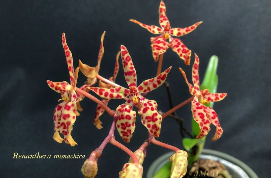 Renanthera monachica