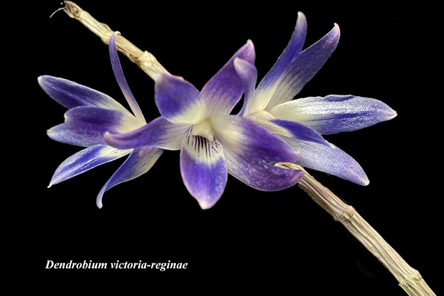 Dendrobium victoria-reginae