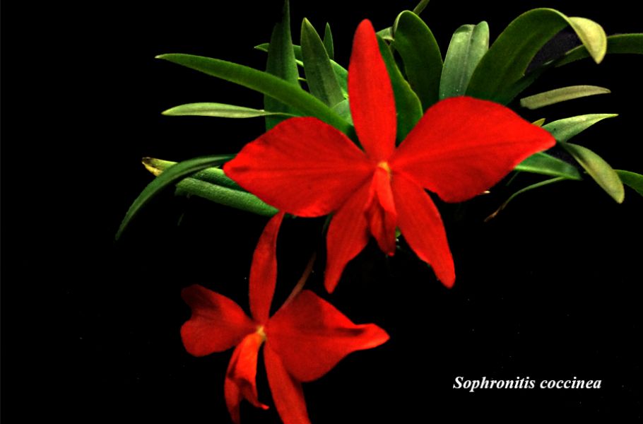 Sophronitis coccinea