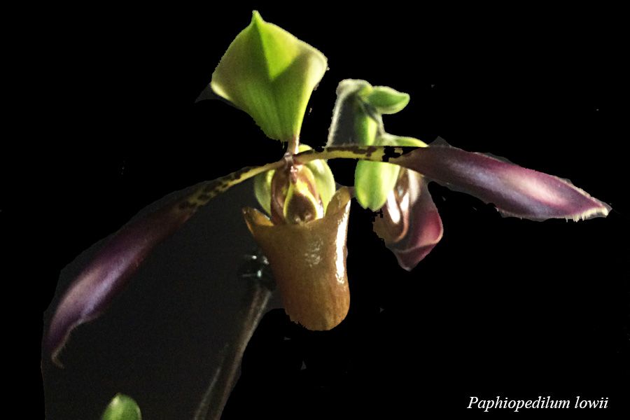 Paphiopedilum lowii